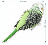 Aromantic pride budgie - AdoraBirdArt